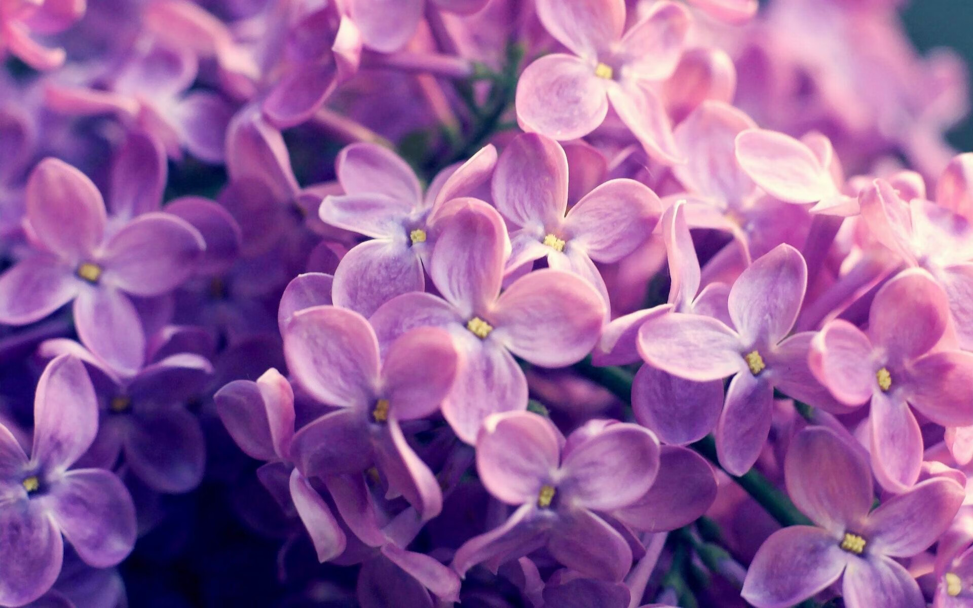 F1街道赛焦点战，公牛疾驰险胜老鹰，摩纳哥之夜演绎速度与激情