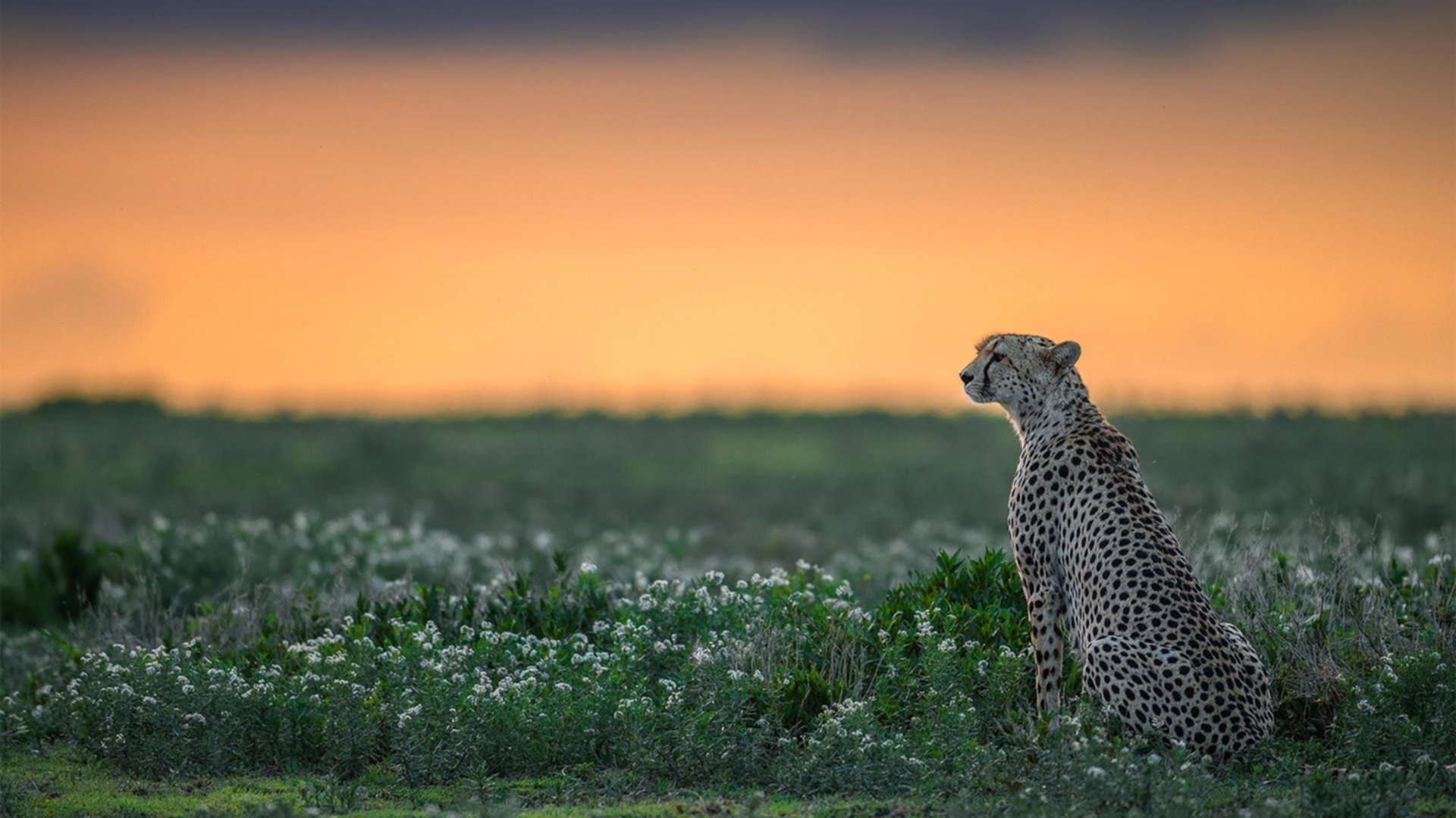 开云体育官方网站-米切尔化手术刀为权杖，一场带走比赛背后的掌控哲学