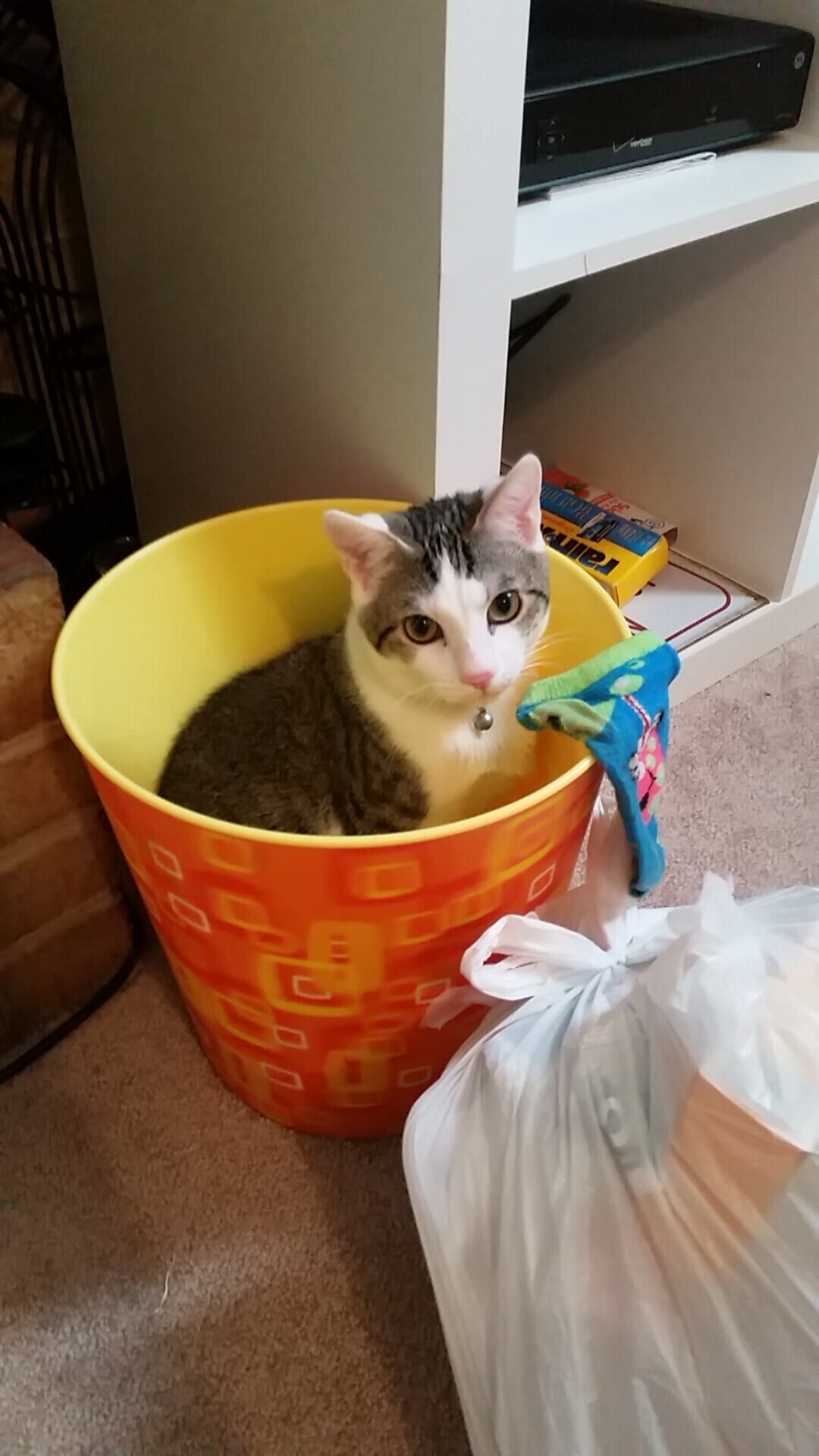 绿茵交响乐,阿劳霍如何在美国与埃及的战术风暴中执棒指挥