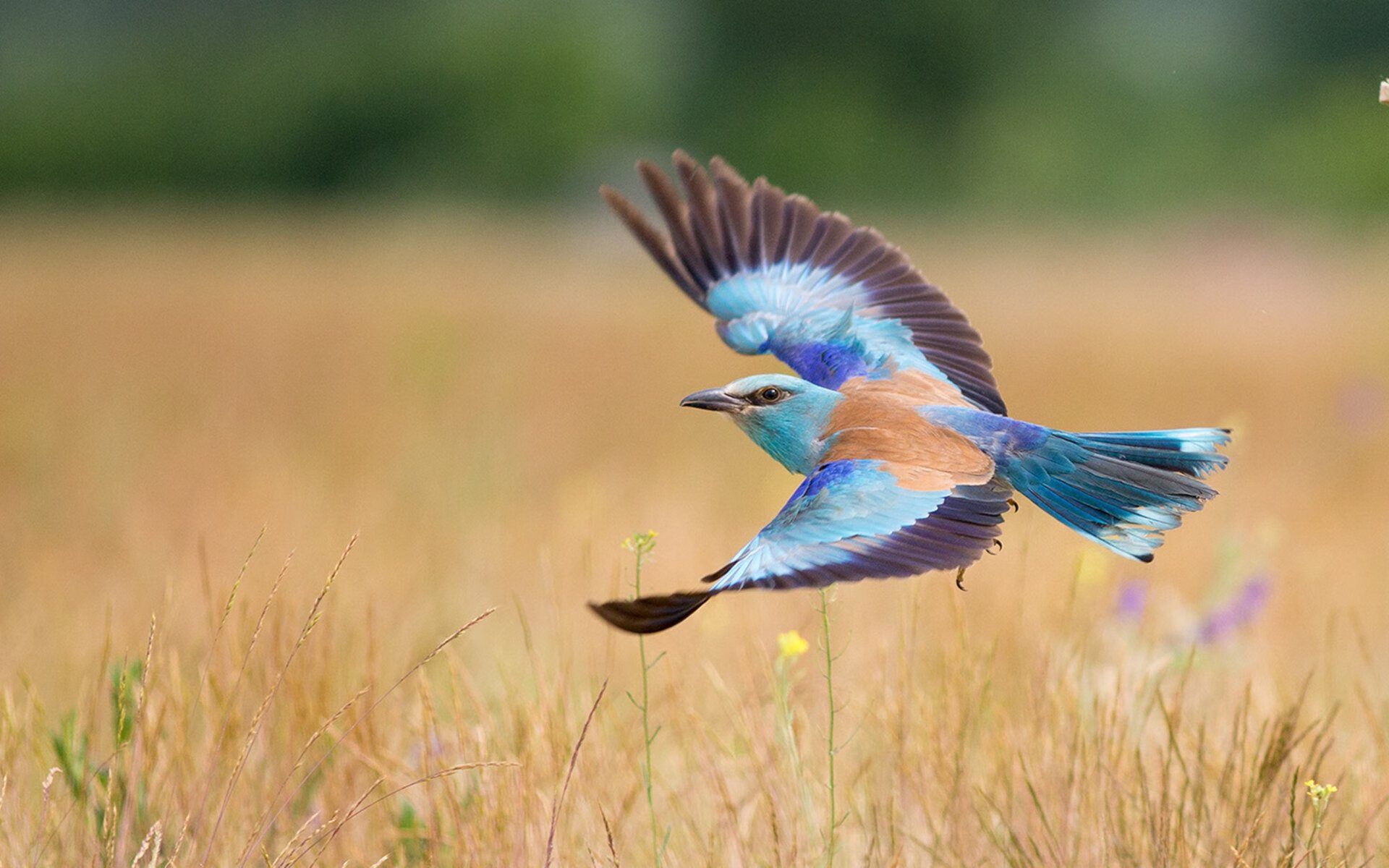 开云体育下载-莫兰特爆发闪耀赛场，老鹰巅峰对决胜出步行者