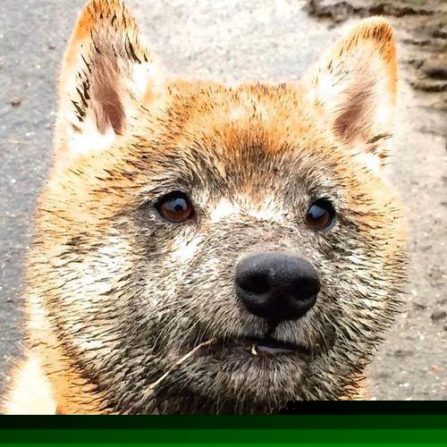 东方绿鹰翱翔加勒比，关键先生马丁内利闪耀，沙特踏平洪都拉斯