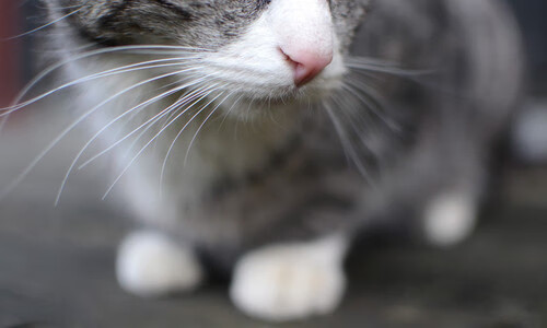 开云体育平台APP-莫兰特冠军级表现力压东契奇，独行侠客场险胜老鹰