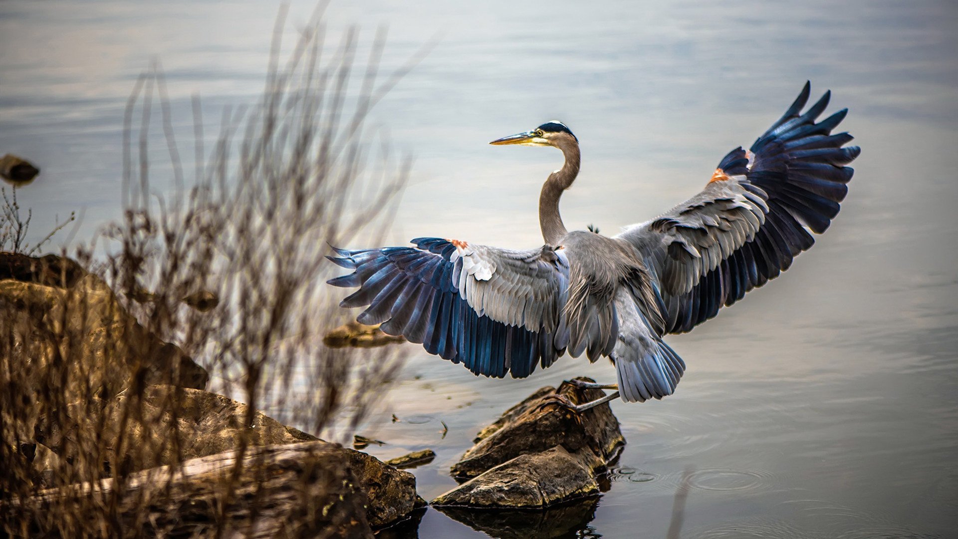布伦森41分导演末节逆转,国际热身赛见证NBA级主宰力