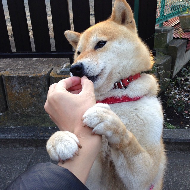 开云体育官方网站-范弗利特用实力说话，猛龙队对阵吉林队展现球星风采