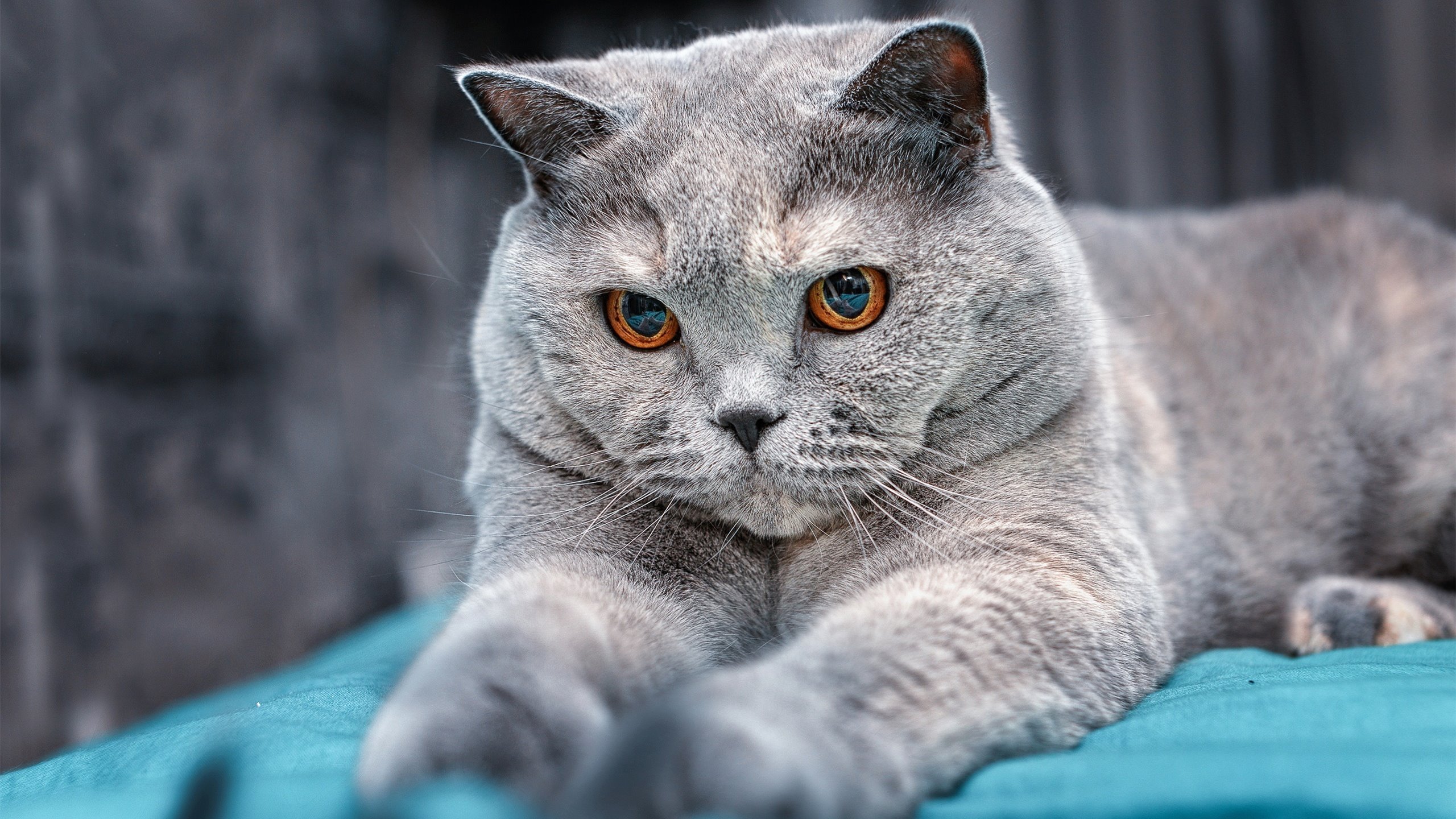 若日尼奥一剑封喉，当葡萄牙的桑巴舞步踏碎蓝鹰的罗马天空