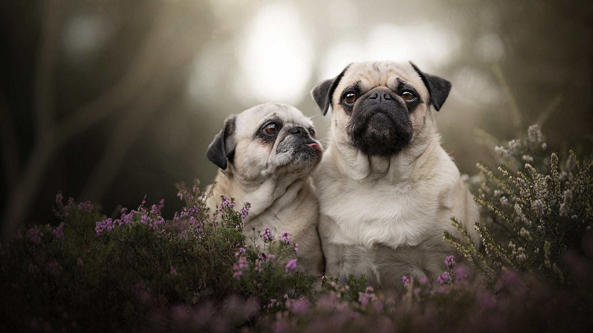 铁血新贵对垒东欧铁骑,欧冠决赛的战术绞杀与意志较量