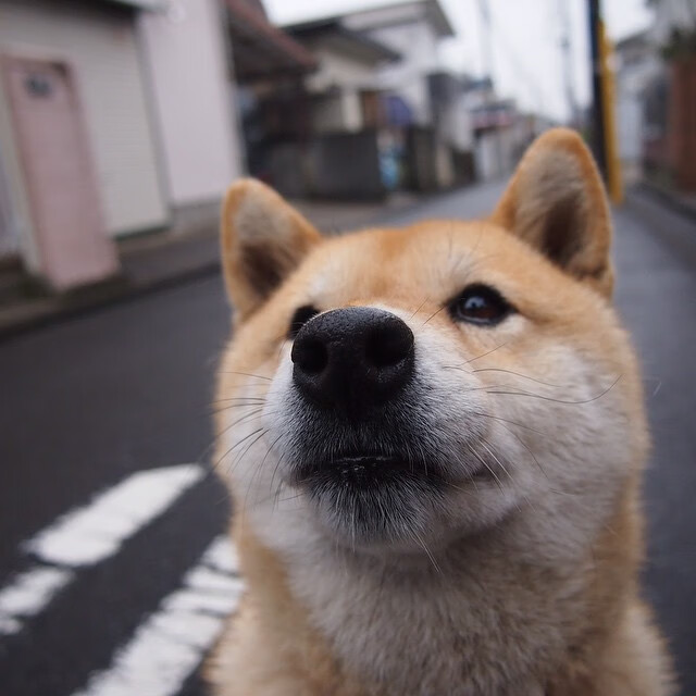 广厦熄绿，贝恩斩落连胜传奇