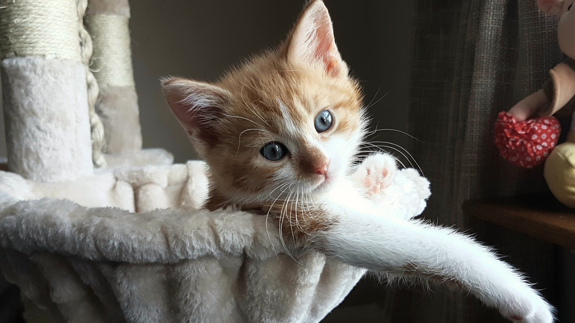 月光洒满安联,那个夜晚,凯恩完成了他漫长的自我跋涉